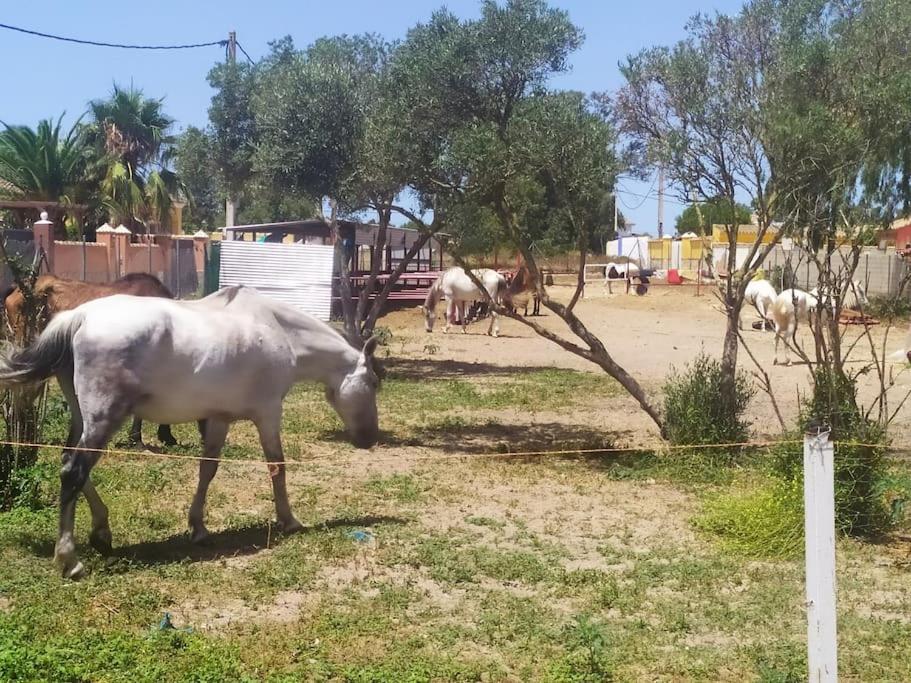 Granja America Διαμέρισμα Chiclana de la Frontera Εξωτερικό φωτογραφία
